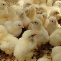 جوجه گوشتی ۱۱روزه