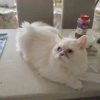 گربه پرشین|گربه|کیش, |دیوار