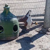 عکس اول نمایشی فقط زاغ ریش دارم