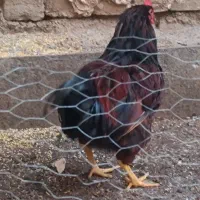 یک عدد خروس برای فروش