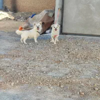 یه جفت سگ پاپی