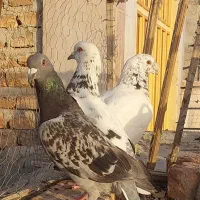 کبوتر فروشی