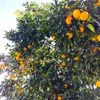 پرتقال محلی ارگانیک