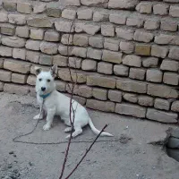 واگذاری سگ پاپی