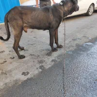 سگ سرابی|سگ|پاکدشت, پاکدشت (مامازند)|دیوار