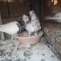 نر ماده طوقی|پرنده|بهبهان, |دیوار