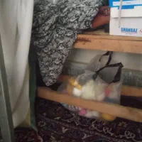 چرخ خیاطی صنعتی جوکی با میز|چرخ خیاطی و ریسندگی|تهران, شهرک ولیعصر شمالی|دیوار