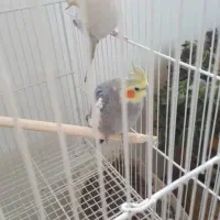 یک جفت عروس هلندی