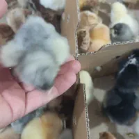 جوجه سلطان لهستانی برهما