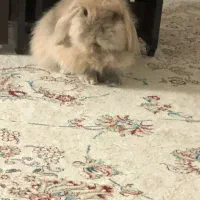 خرگوش بامزه