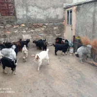 ۱۰ راس بزغاله