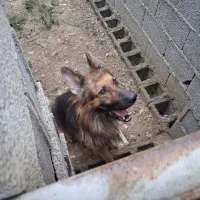 ژرمن شو لاین کینگ|سگ|شفت, |دیوار