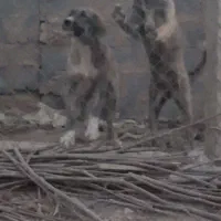 توله سگ بومی