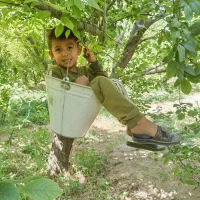 هرس.حرص.شخم.کود.نگهداری