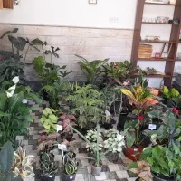 گل گیاه(گیاهان خاص و زیبا|گل و گیاه طبیعی|قم, نیروگاه|دیوار