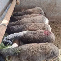 میش بره بزغاله|حیوانات مزرعه|پاکدشت, پاکدشت (مامازند)|دیوار