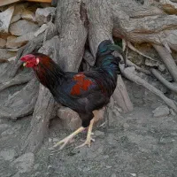 مرغ کرچ