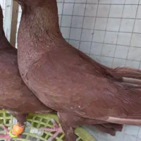 کبوتر گمشده