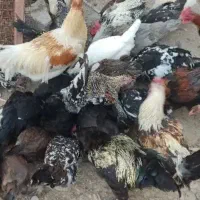 حراج مرغ و خروس