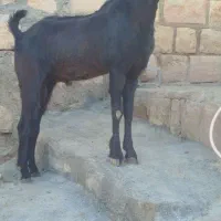 ساورین 1سال|حیوانات مزرعه|کوهدشت, |دیوار