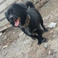 پامر اصل(پاکوتاه)