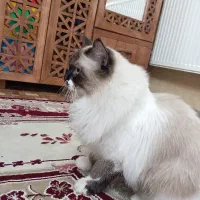 فروش گربه رگدال