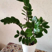 فروش انواع گل‌های هیدروپونیک شده و خاکی