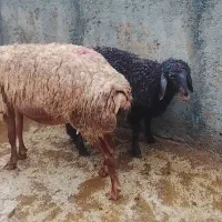 میش بره دار