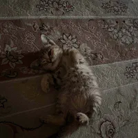 بچه گربه واگذاری