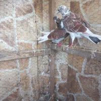 کبوتر پرشی|پرنده|بابل, |دیوار