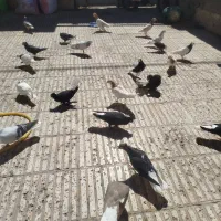 جفتگاه|پرنده|سبزوار, شهرک جهاد|دیوار