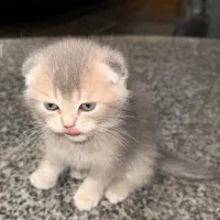 گربه|گربه|رشت, گلسار|دیوار