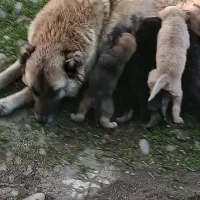 واگذاری توله سگ