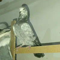 فروش کبوتر پرشی|پرنده|زرندیه, |دیوار