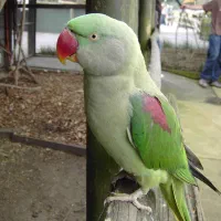 یک عدد شاه طوطی گم شده