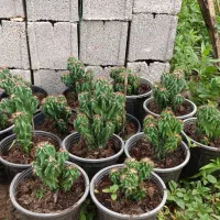 کاکتوس صخره ای