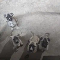 توله سگ کانگال واگذاری