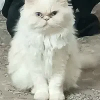 گربه پرشین