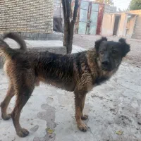 واگذاری سگ قفقازی