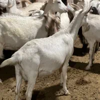 بز شیرا و دوقلو زا ابستن سنگین|حیوانات مزرعه|یزد, |دیوار