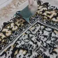 طوطی سفید آبی