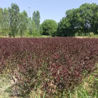 نهال پایه رویشی وپایه بذری