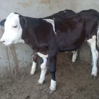 گوساله سیمینتال نر