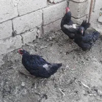 فروش سه عدد مرغ مشکی تخم گذار|حیوانات مزرعه|شاهین دژ, |دیوار