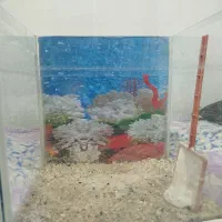 اکواریوم ماهی