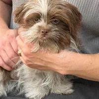 سگ شیتزو ۳ ماهه تمام مدارک سلامتی موجود