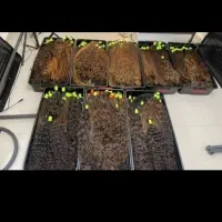 فروش مویه طبیعی(خ)