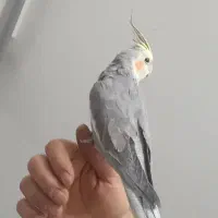 عروس هلندی زیبا و خوش صدا