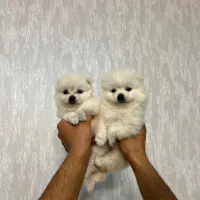 توله سگ پامر