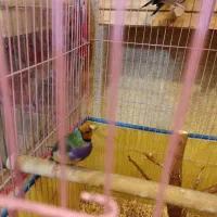 طوطی کوتوله فیشر مولد و فنج|پرنده|قشم, |دیوار